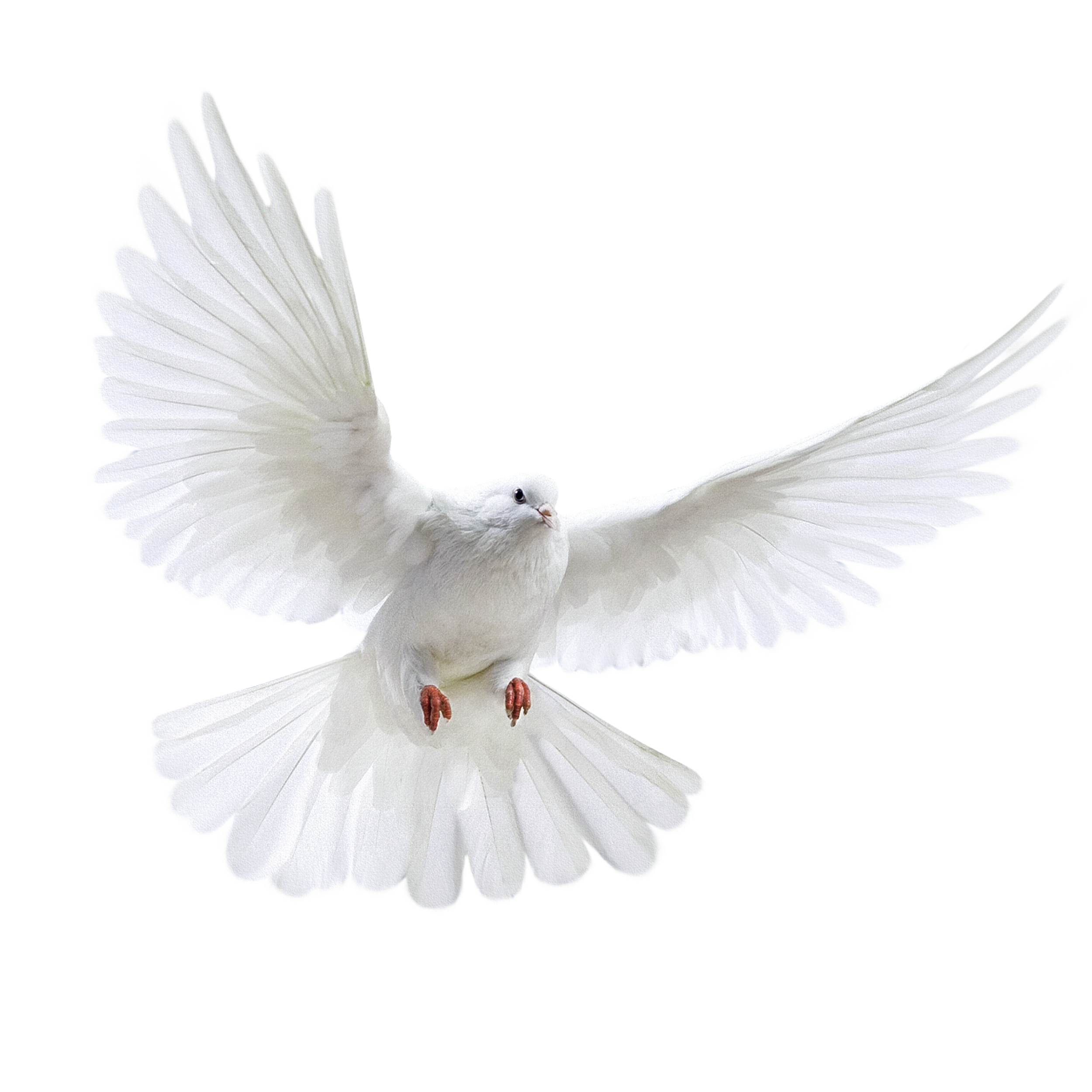 Flying Dove